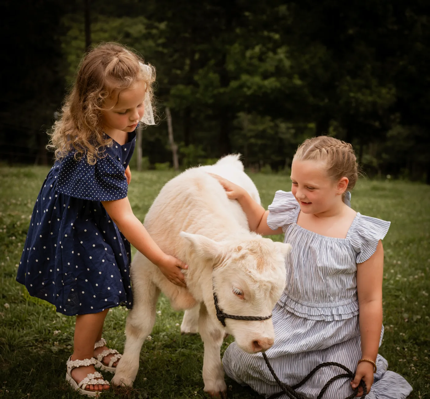 Two young girls in summer dresses meeting a white Highland calf in a grass field at Welter's Highlanders & Hooves