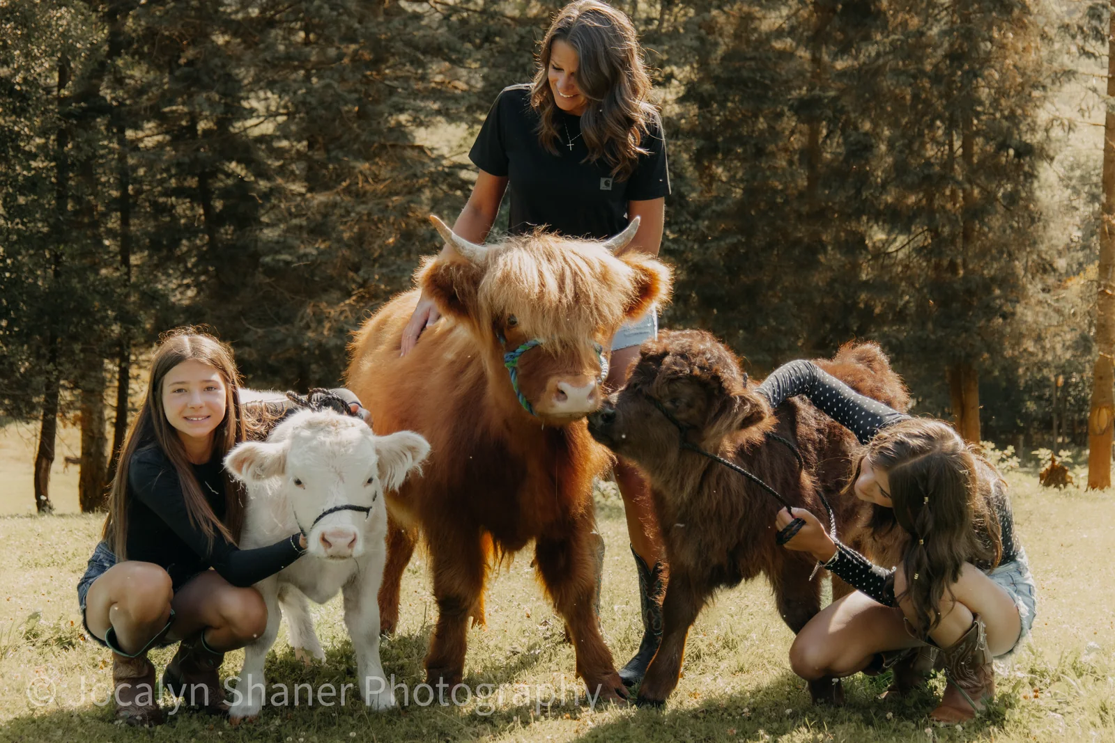 Three girls and a woman meeting a full-grown Highland cow and two calves in a sunlit field